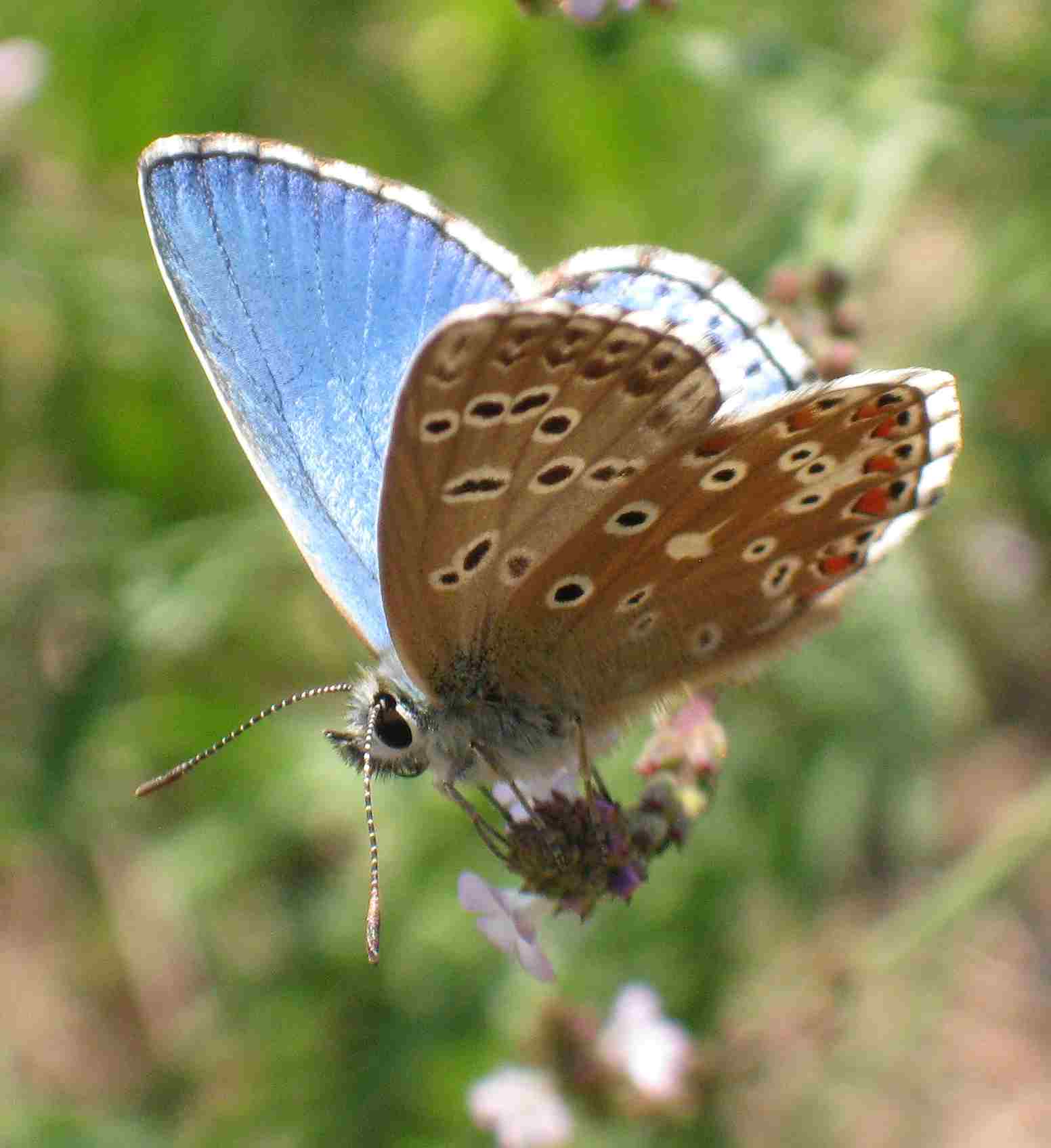 Polyommatus bellargus Polyommatus bellargus